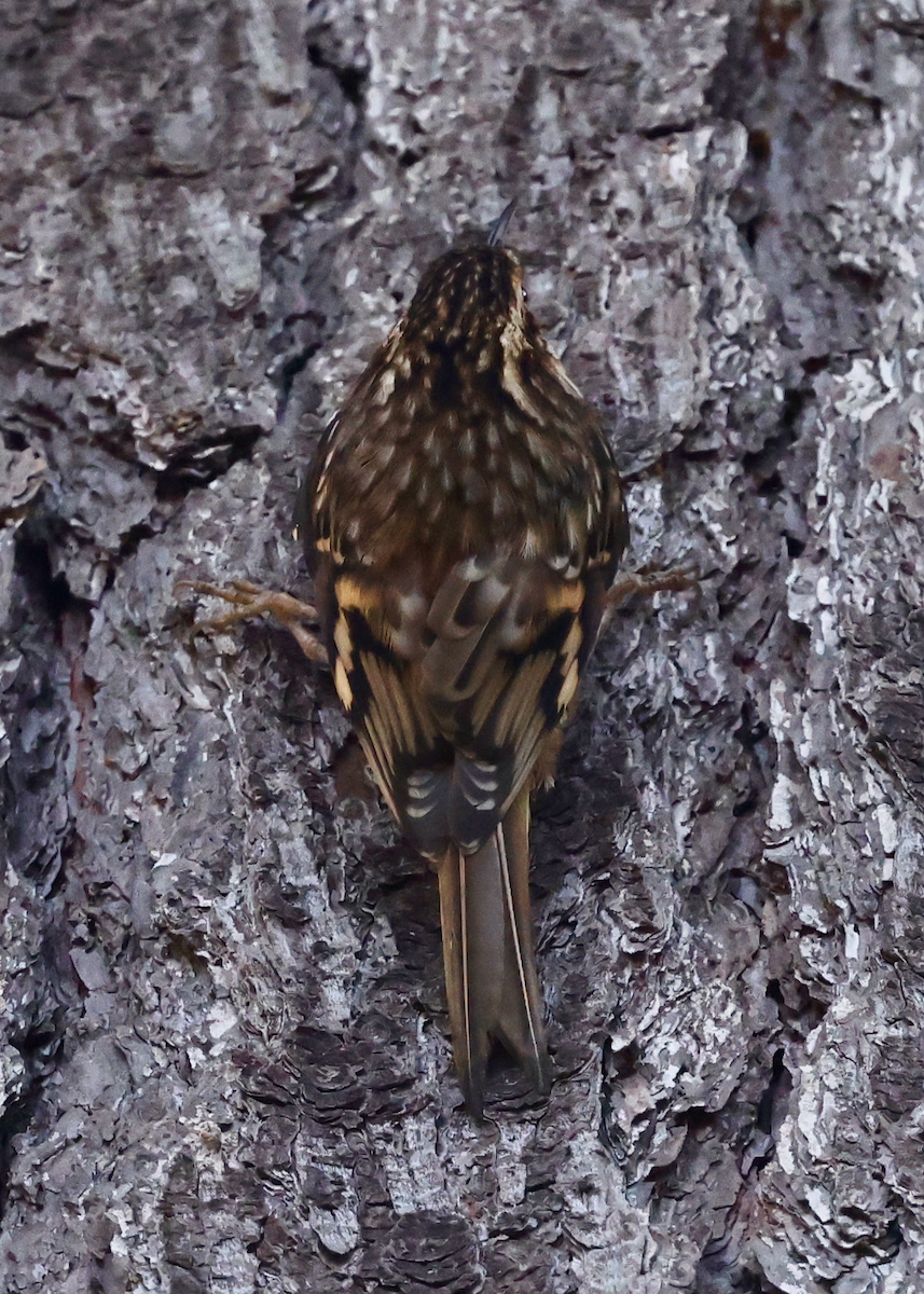 Brown Creeper (occidentalis Group) - ML643068735
