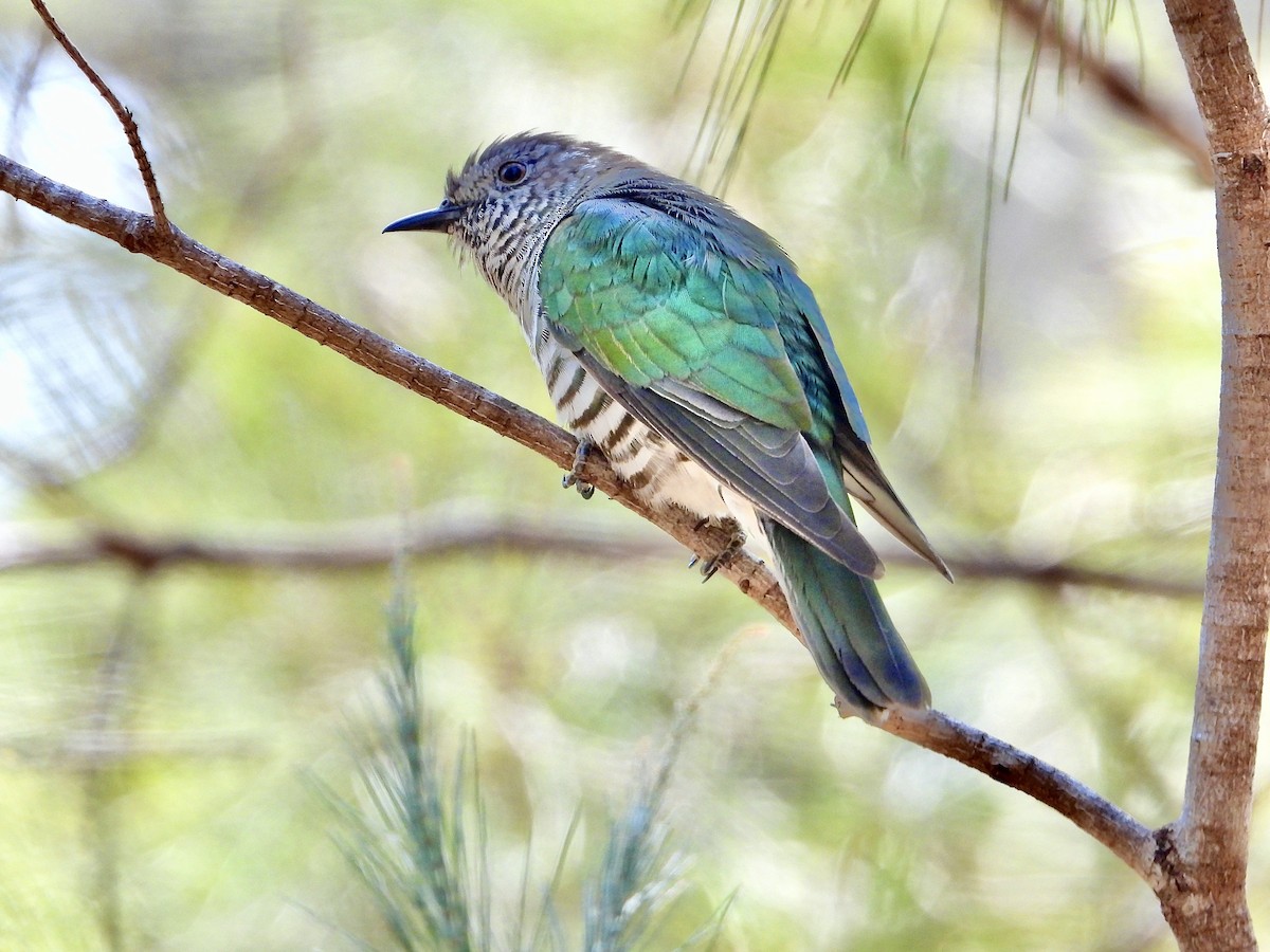 Shining Bronze-Cuckoo - ML643068757