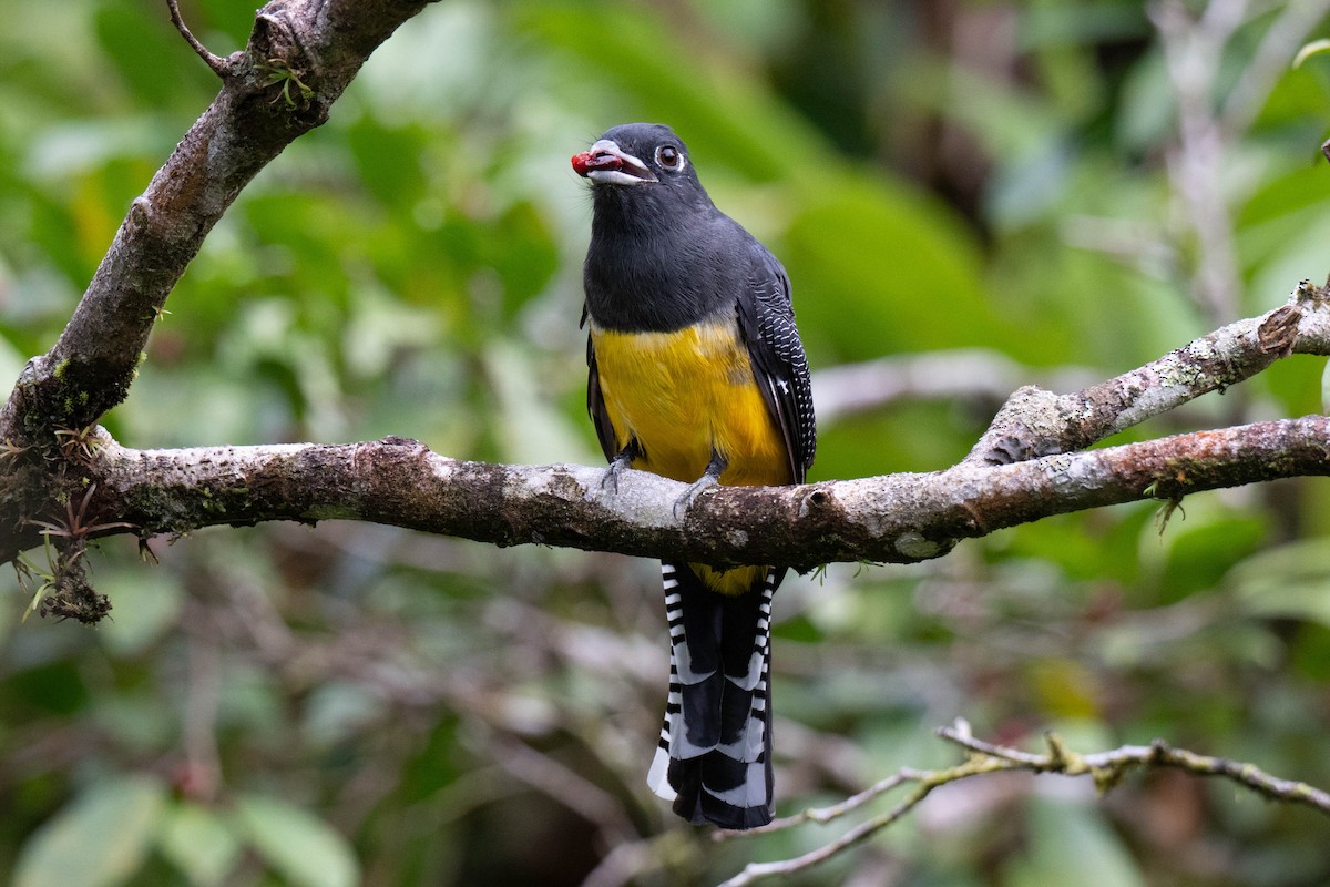 Gartered Trogon - ML643068764
