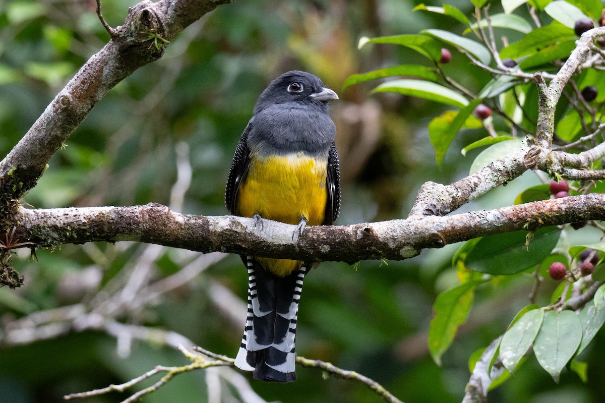 Gartered Trogon - ML643068765