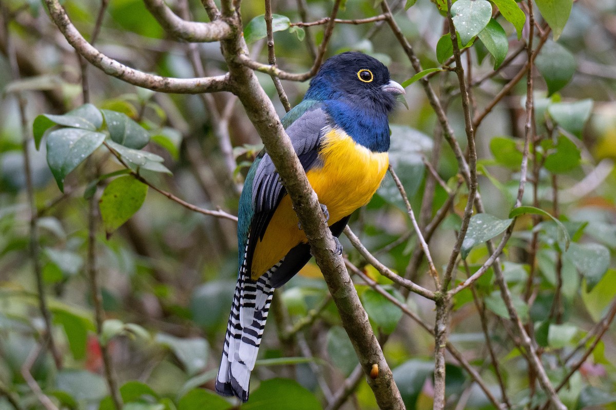 Gartered Trogon - ML643068767