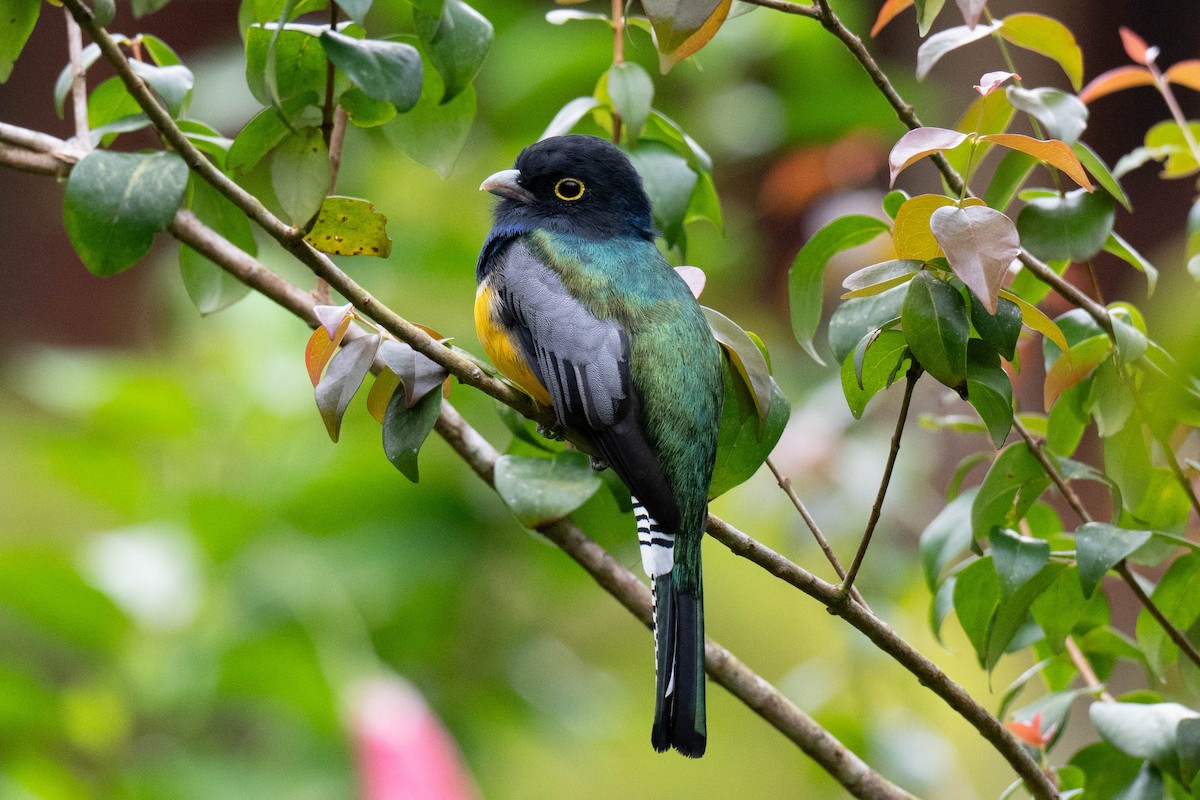 Gartered Trogon - ML643068773