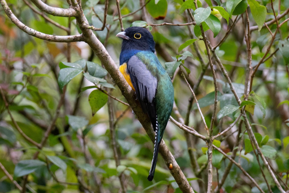 Gartered Trogon - ML643068774