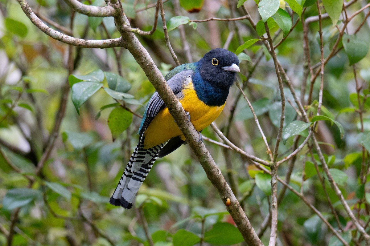 Gartered Trogon - ML643068775