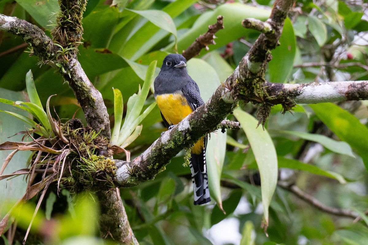 Gartered Trogon - ML643068778