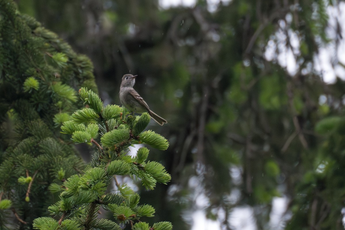 Hammond's Flycatcher - ML643068787