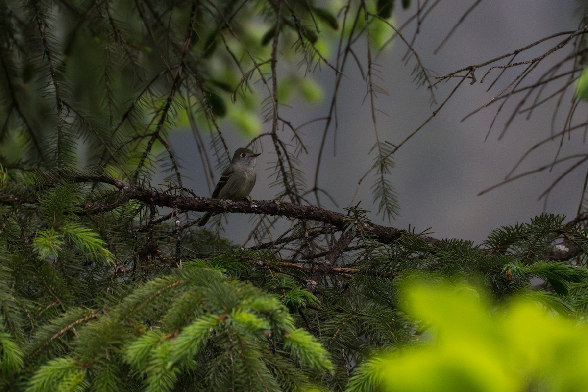 Hammond's Flycatcher - ML643068788