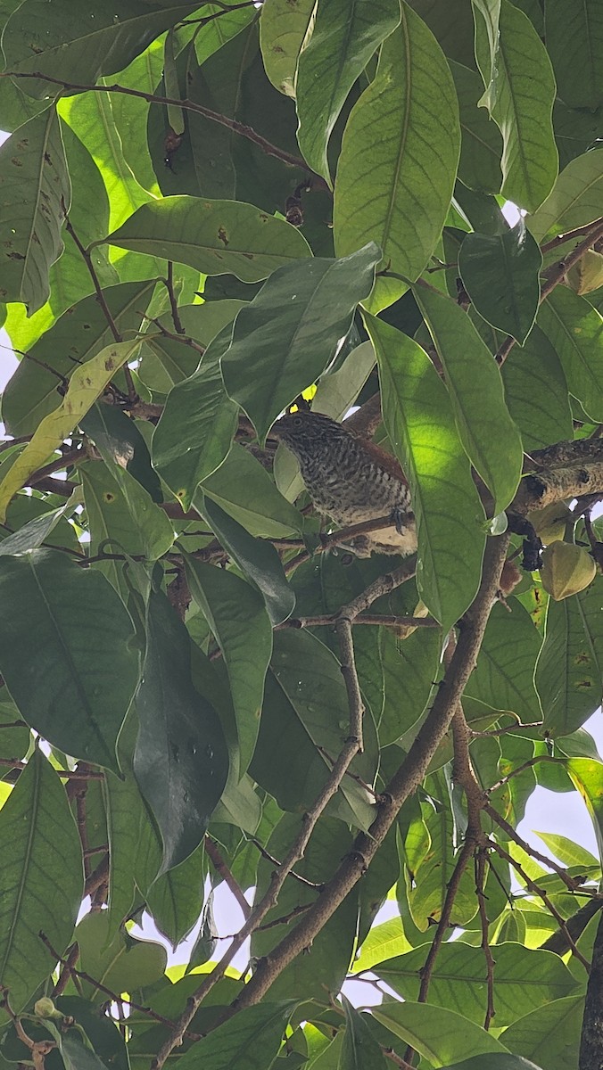 Bar-crested Antshrike - ML643068795