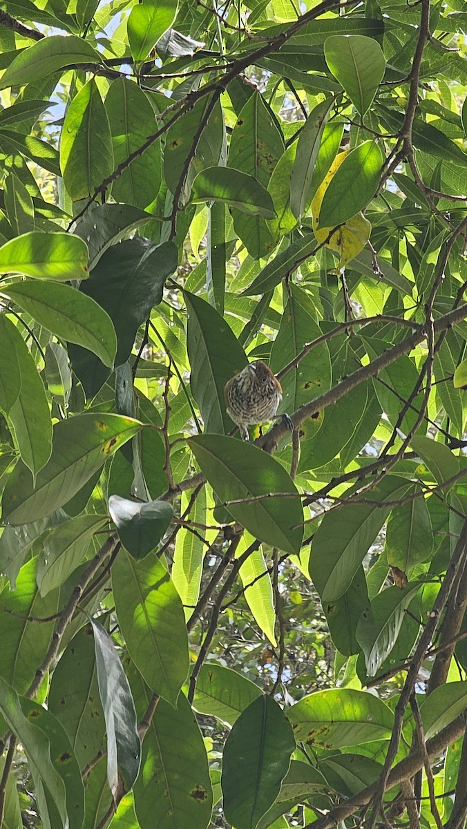 Bar-crested Antshrike - ML643068796