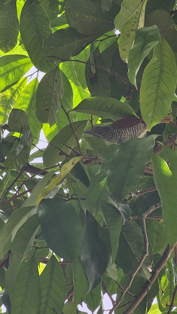 Bar-crested Antshrike - ML643068797
