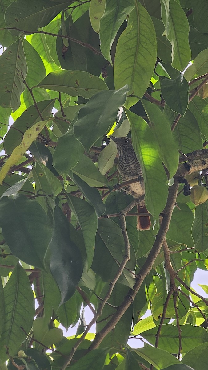 Bar-crested Antshrike - ML643068798