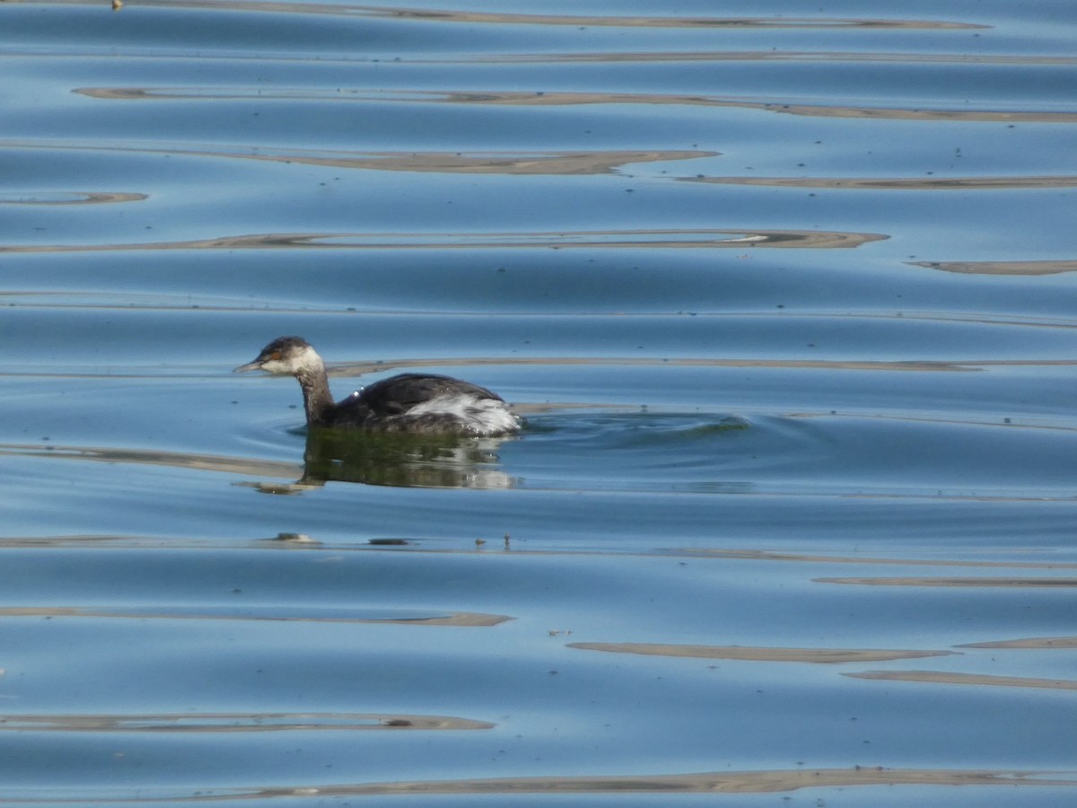 Eared Grebe - ML643068803