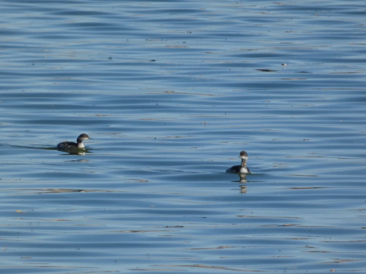 Eared Grebe - ML643068804