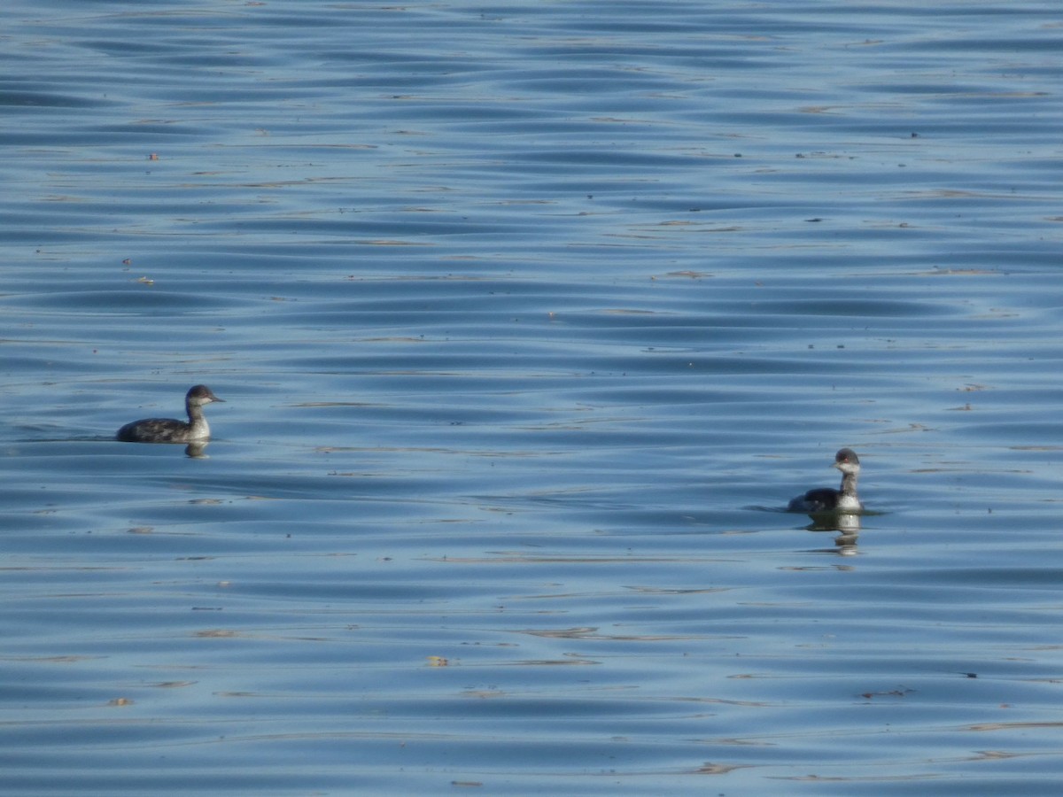 Eared Grebe - ML643068805