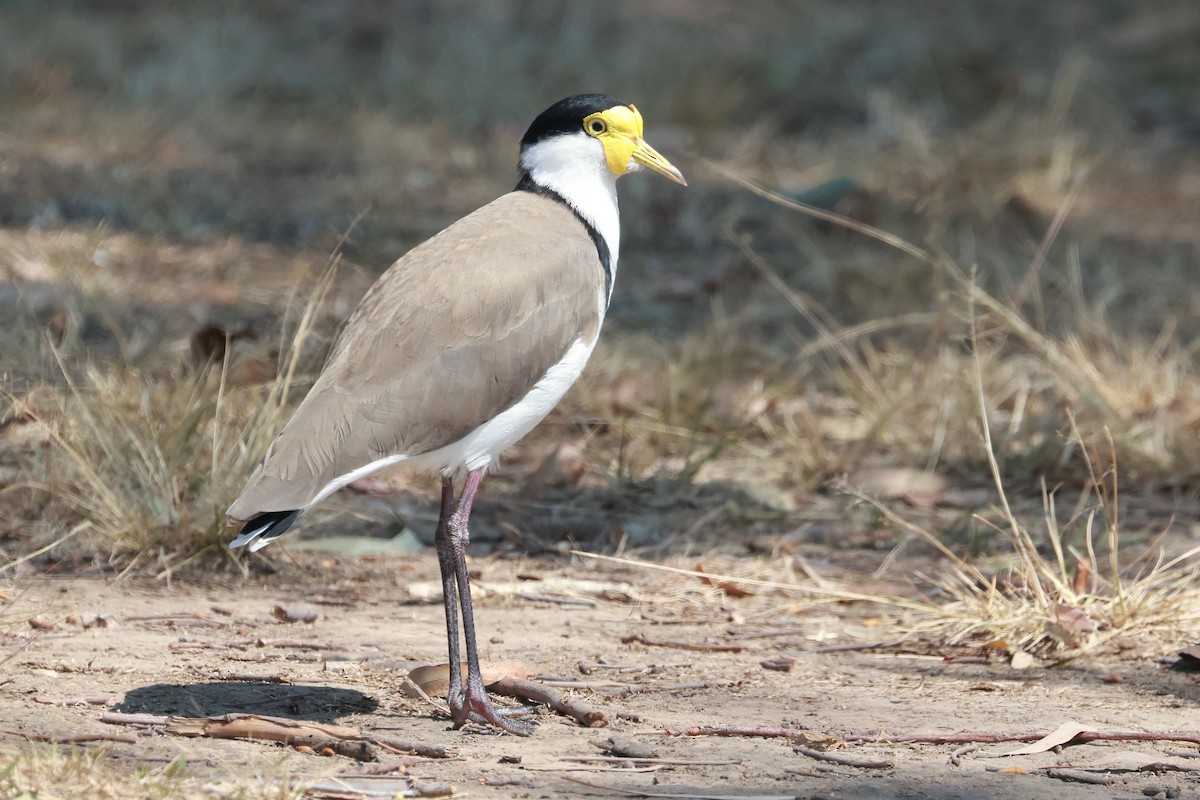 Masked Lapwing - ML643068812