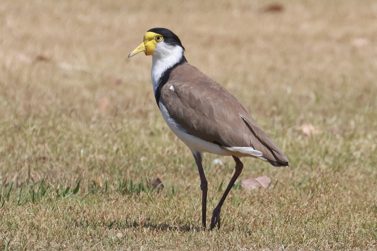 Masked Lapwing - ML643068814