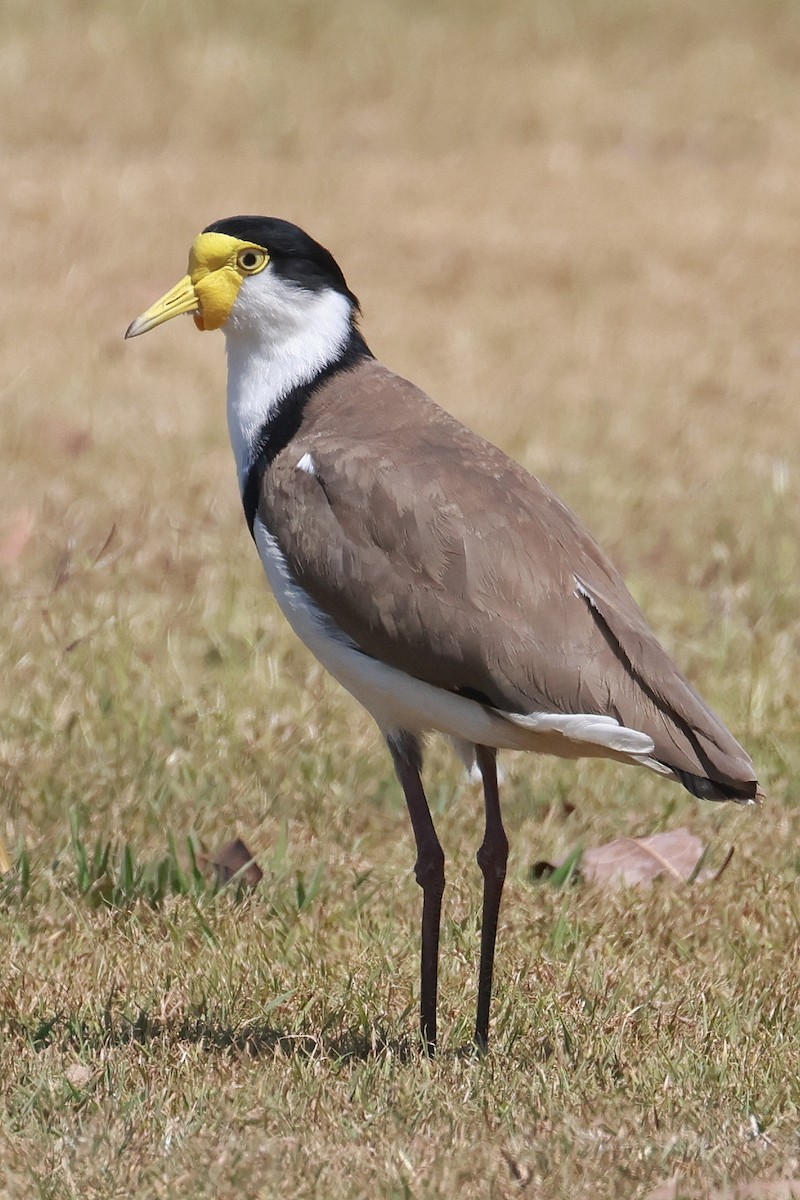 Masked Lapwing - ML643068815