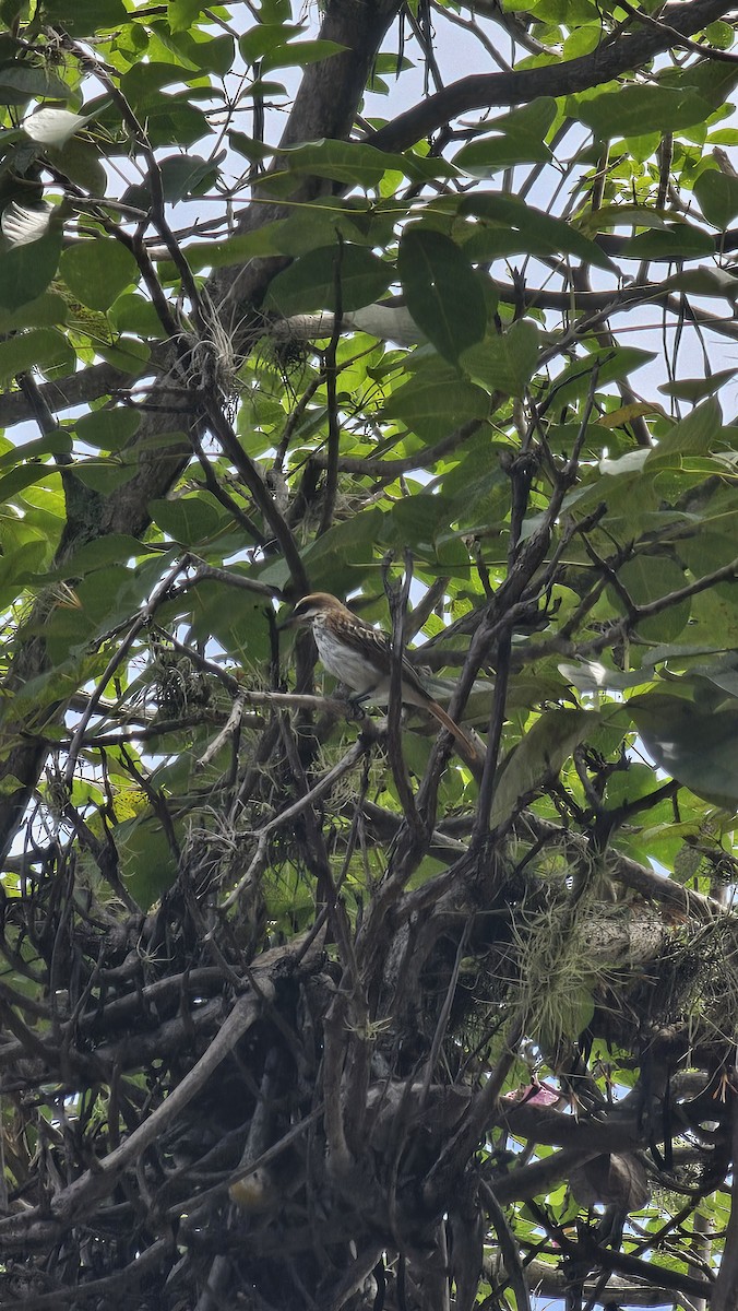 Streaked Flycatcher - ML643068822