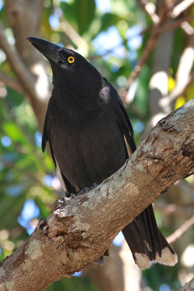 Pied Currawong - ML643068835