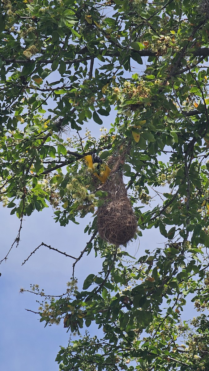 Yellow Oriole - ML643068846