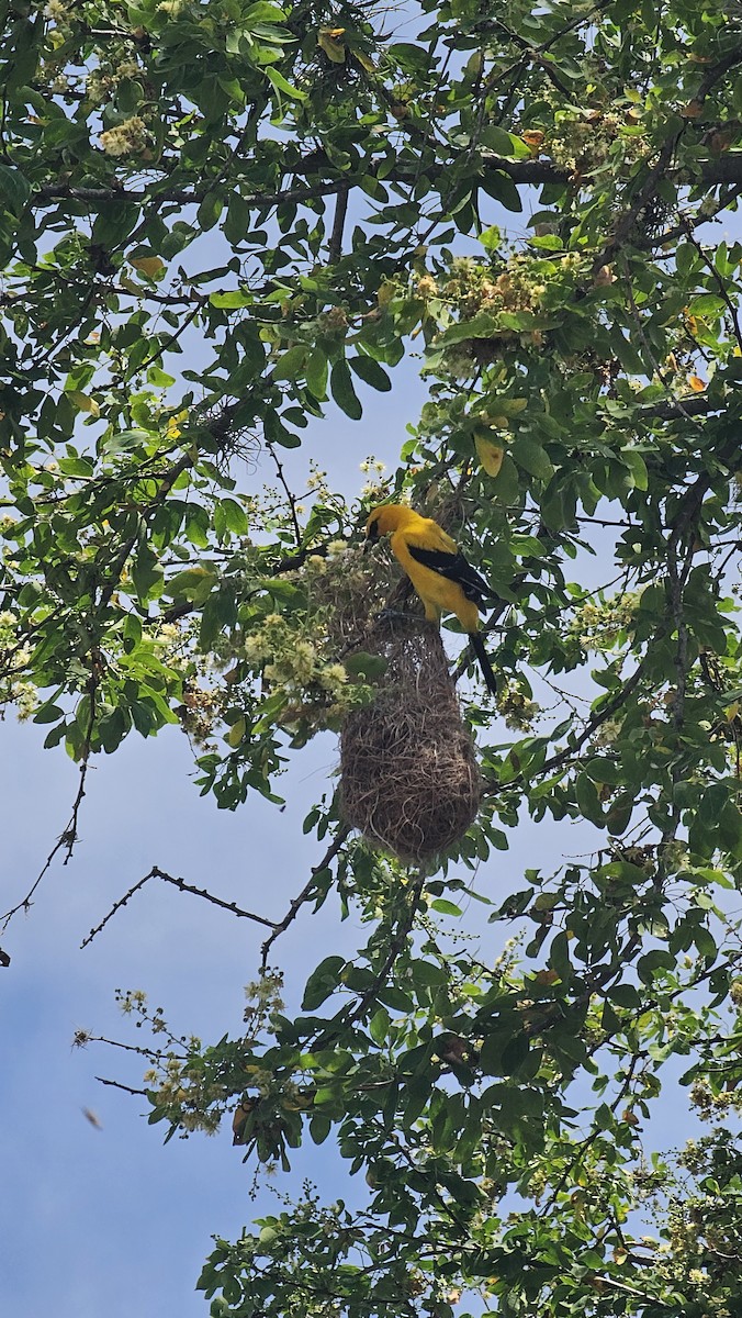 Yellow Oriole - ML643068847