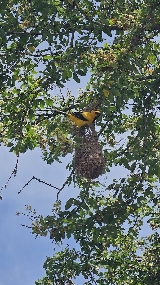 Yellow Oriole - ML643068848