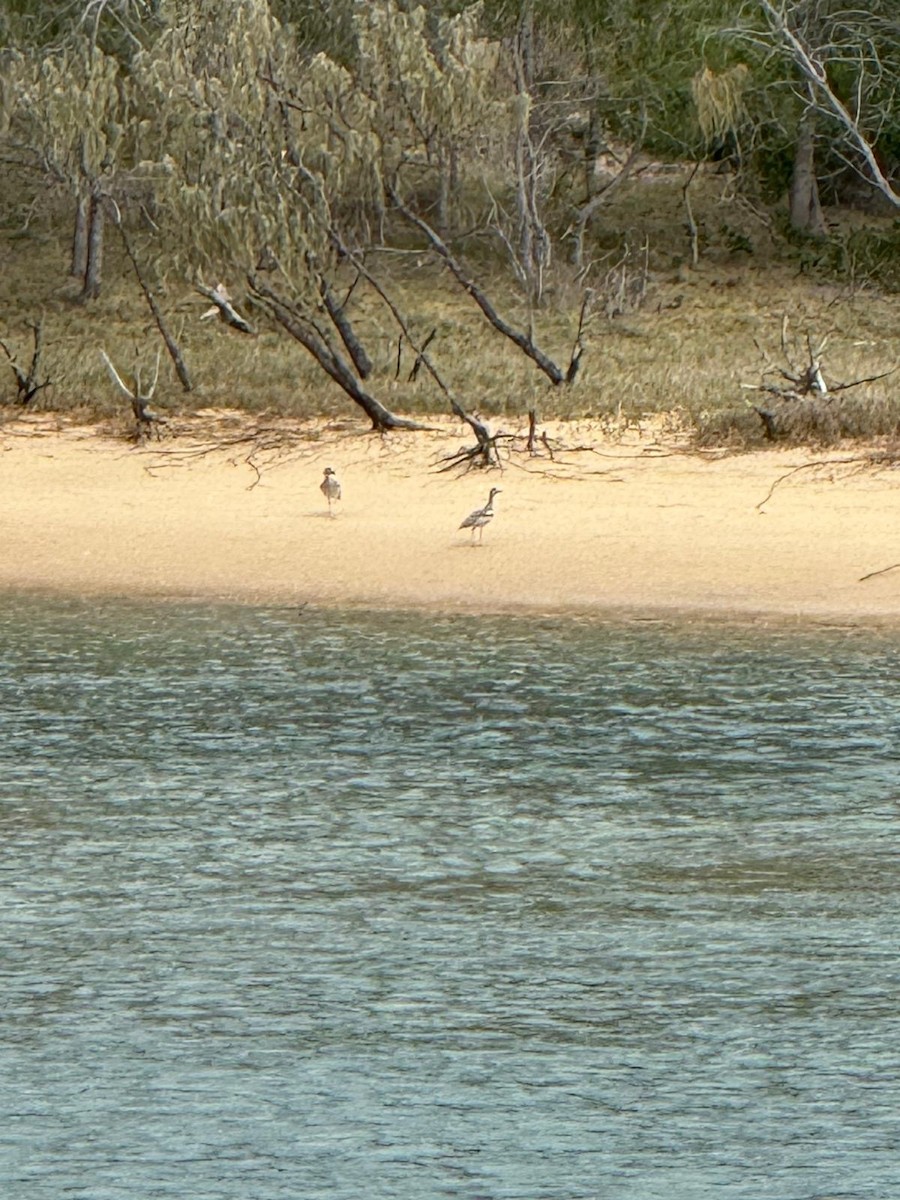 Beach Thick-knee - ML643068854