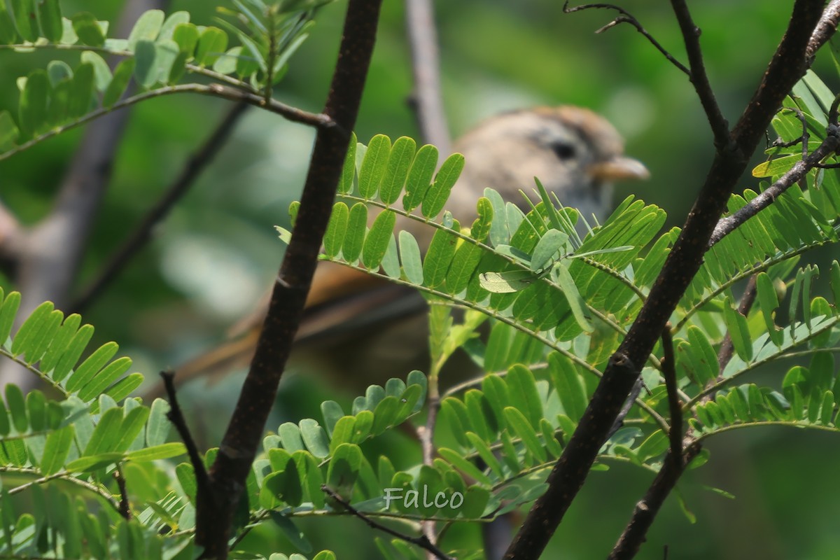 Spectacled Fulvetta - ML643068855