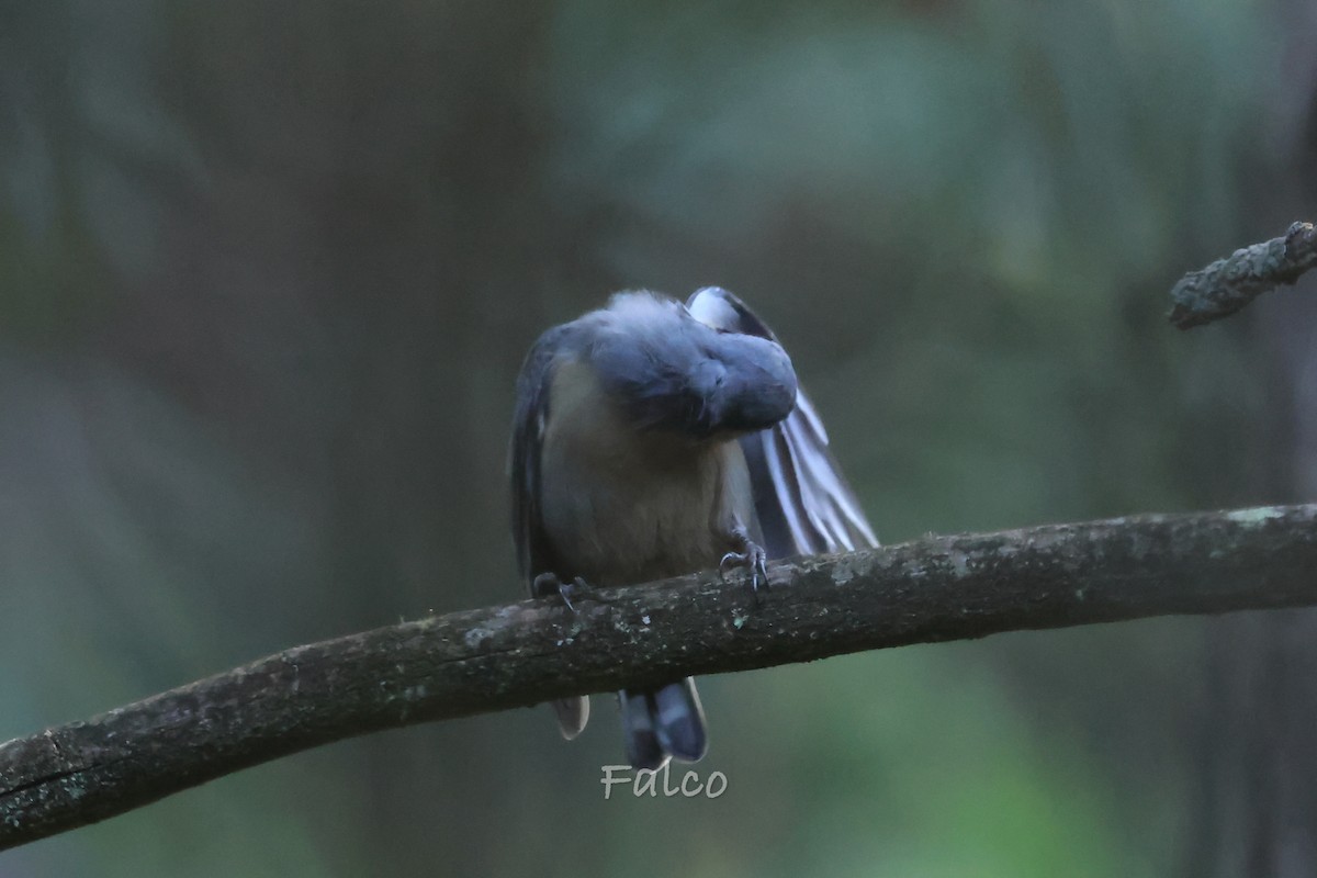 Chestnut-vented Nuthatch - ML643068873