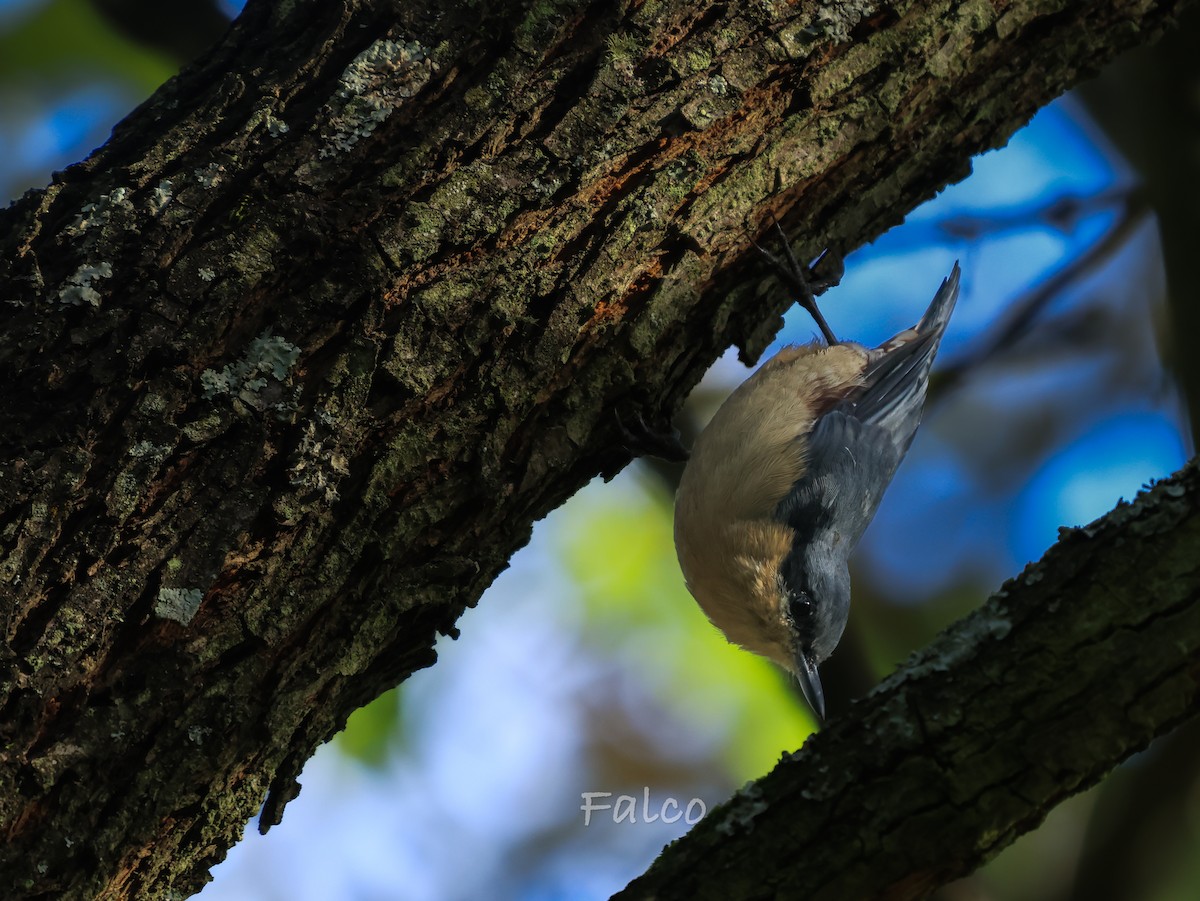 Chestnut-vented Nuthatch - ML643068874