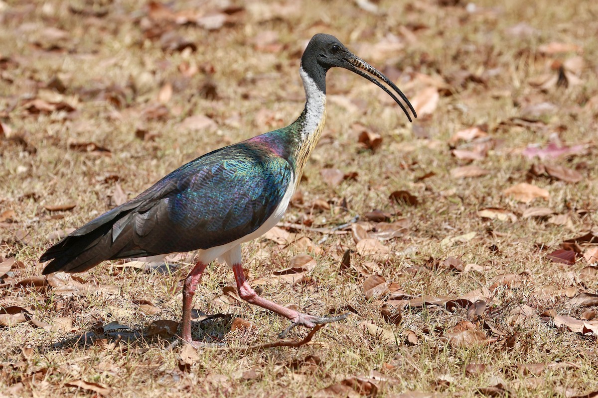 Straw-necked Ibis - ML643068880