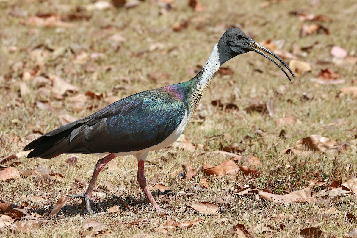 Straw-necked Ibis - ML643068883
