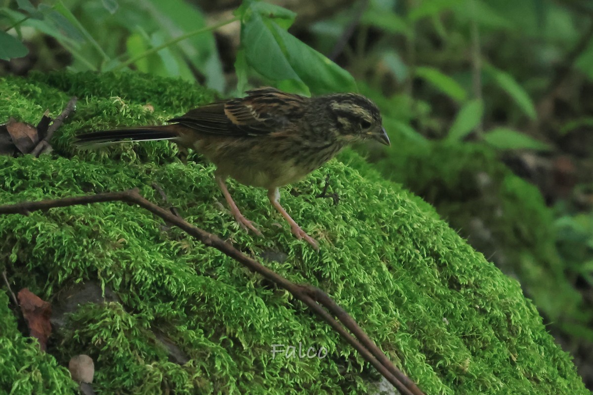 Godlewski's Bunting - ML643068884