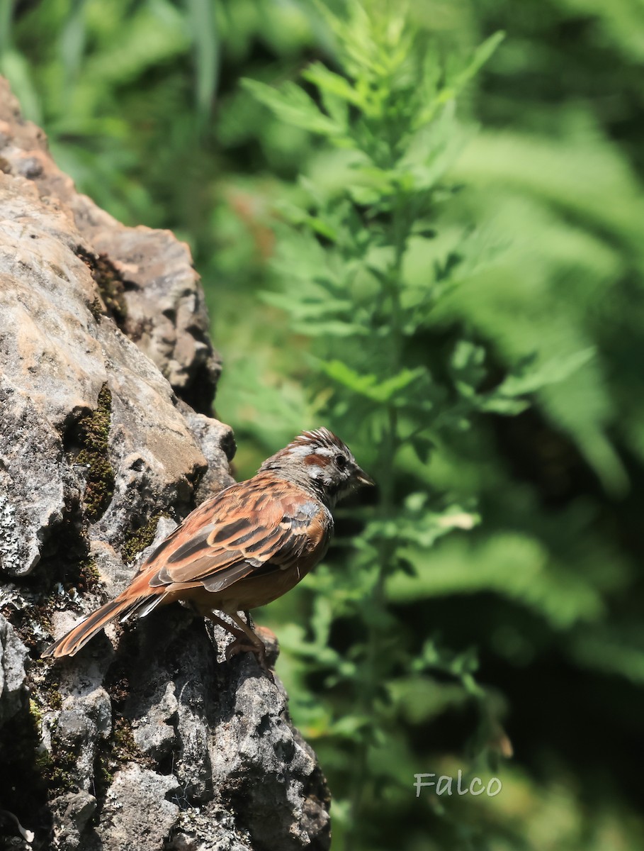 Godlewski's Bunting - ML643068885