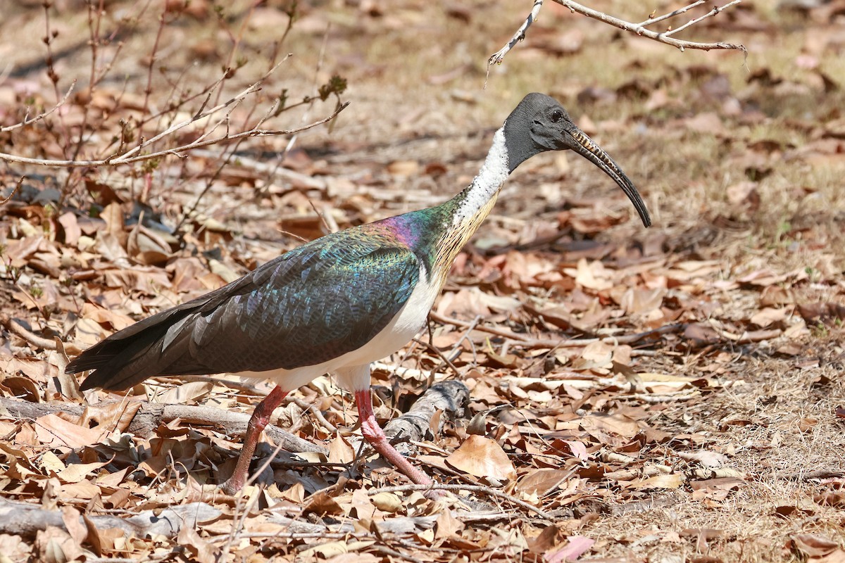 Straw-necked Ibis - ML643068886
