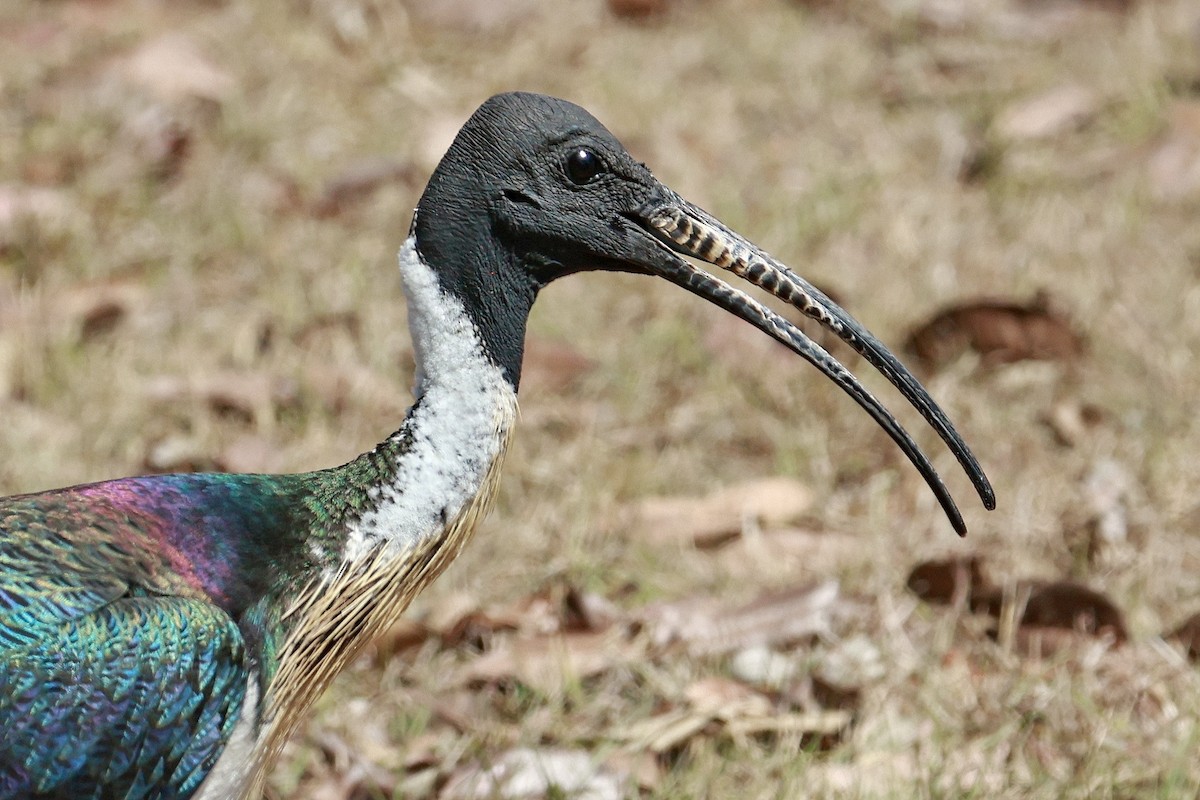 Straw-necked Ibis - ML643068888