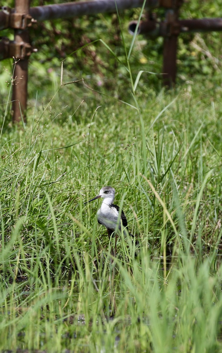 Эгэл хилэн жигүүр - ML643068902