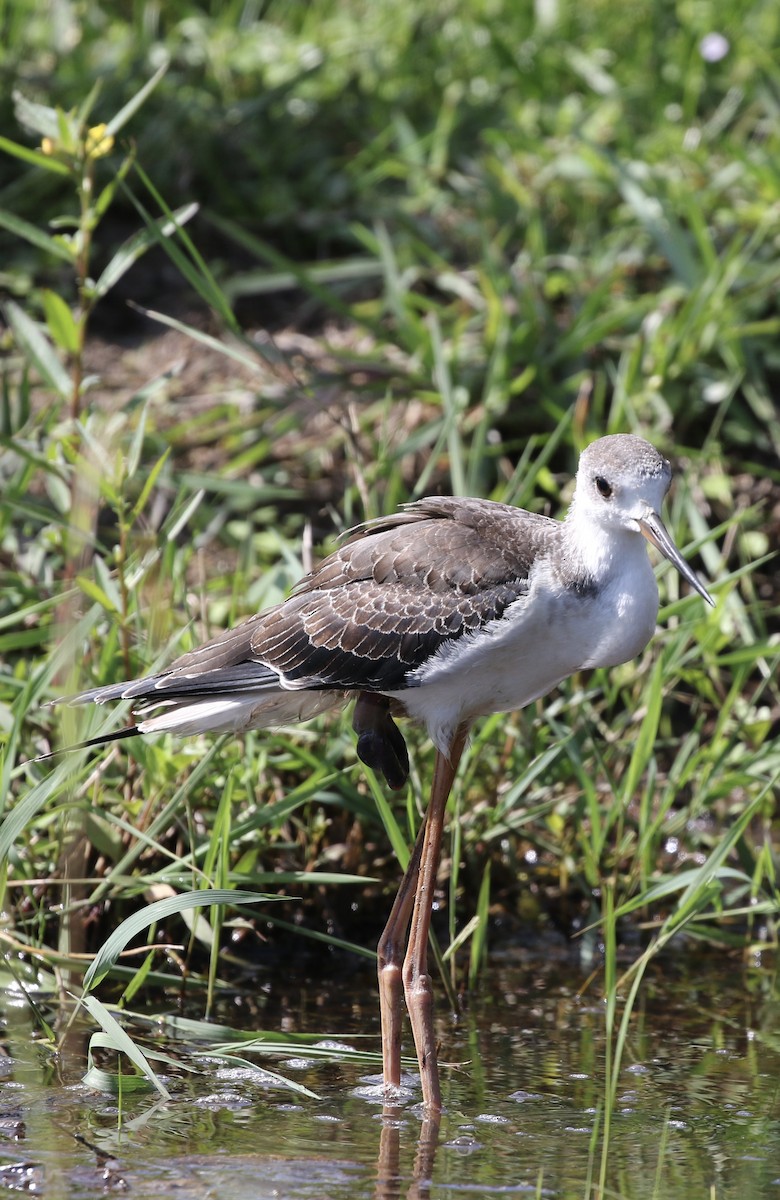 Эгэл хилэн жигүүр - ML643068903