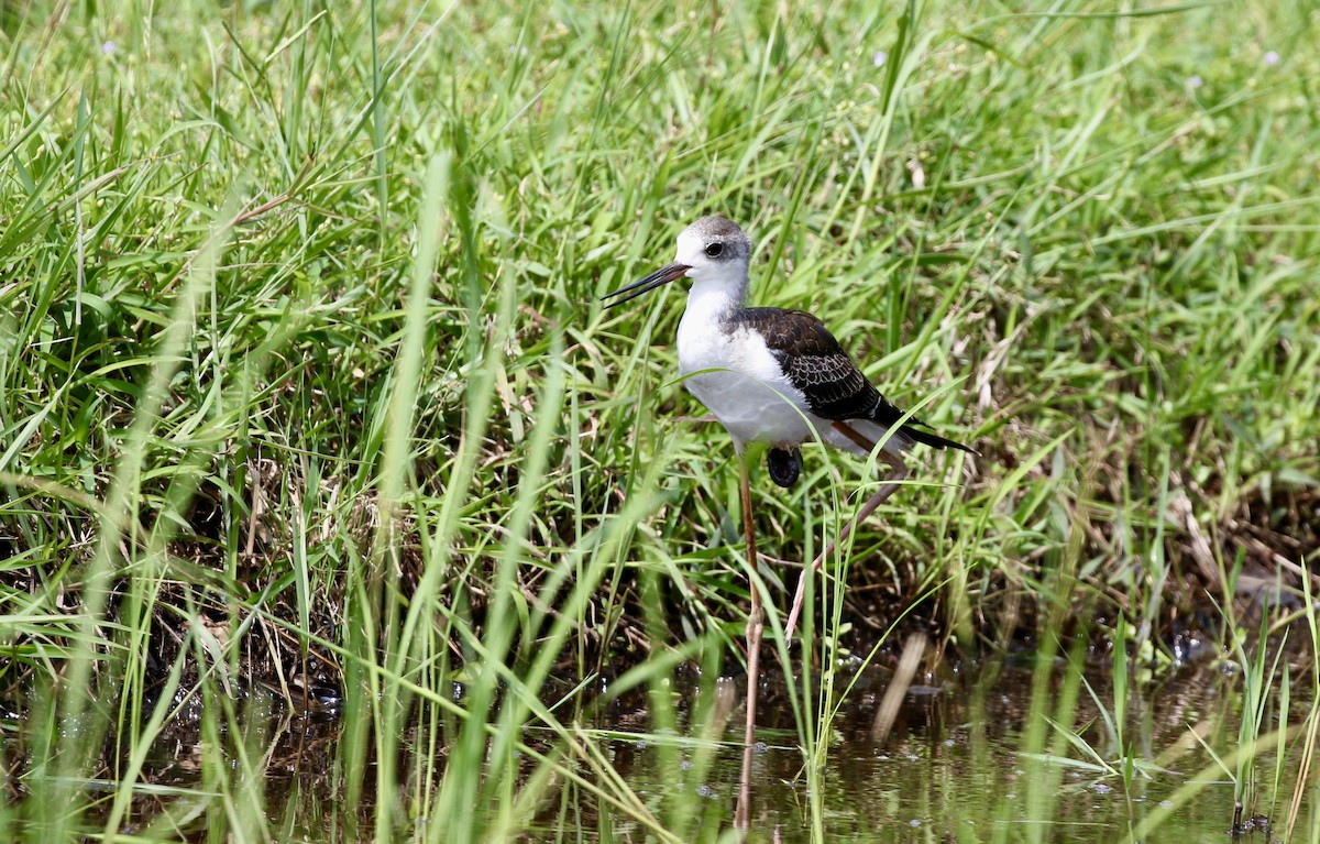 Эгэл хилэн жигүүр - ML643068904