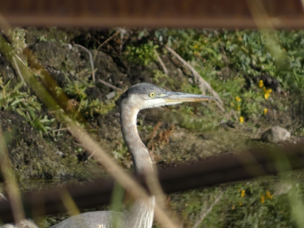 Great Blue Heron - ML643068909