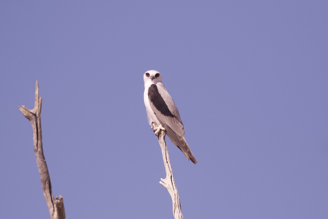 Letter-winged Kite - ML643068910
