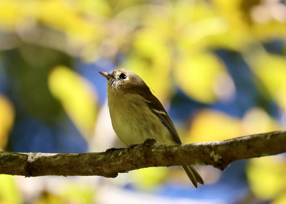 Hutton's Vireo - ML643068923