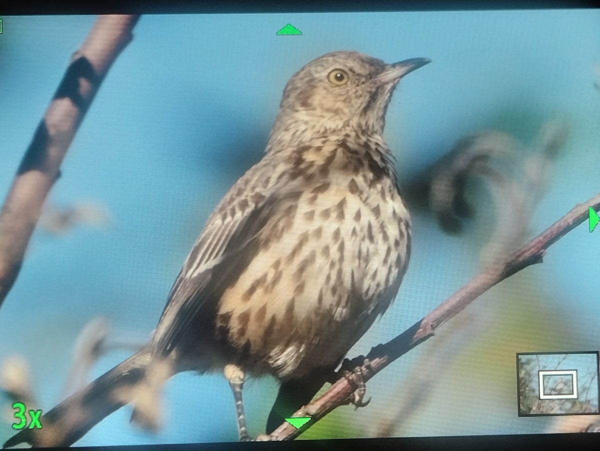 Sage Thrasher - ML643068927