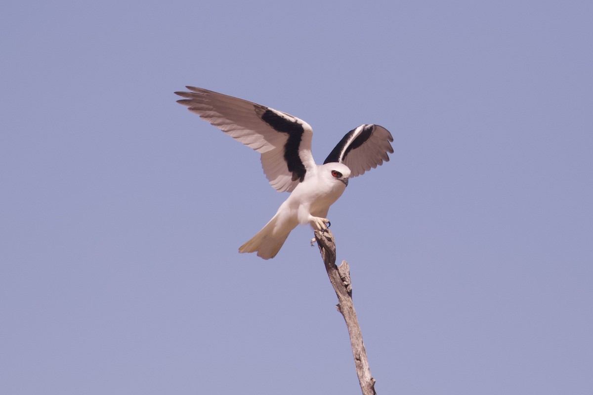 Letter-winged Kite - ML643068940