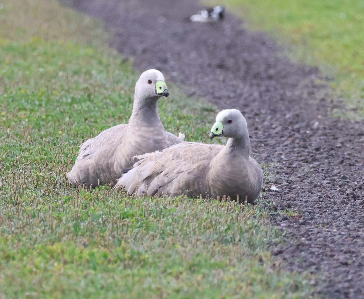 Cape Barren Goose - ML643068945