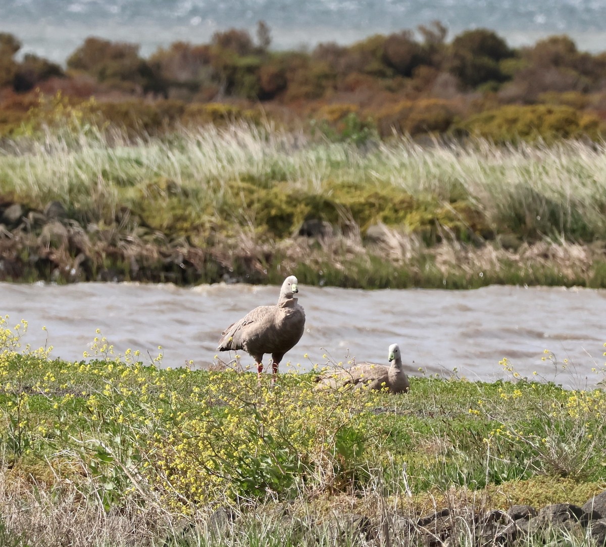 Cape Barren Goose - ML643068946