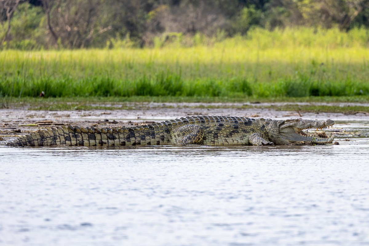 Nile Crocodile - ML643068966