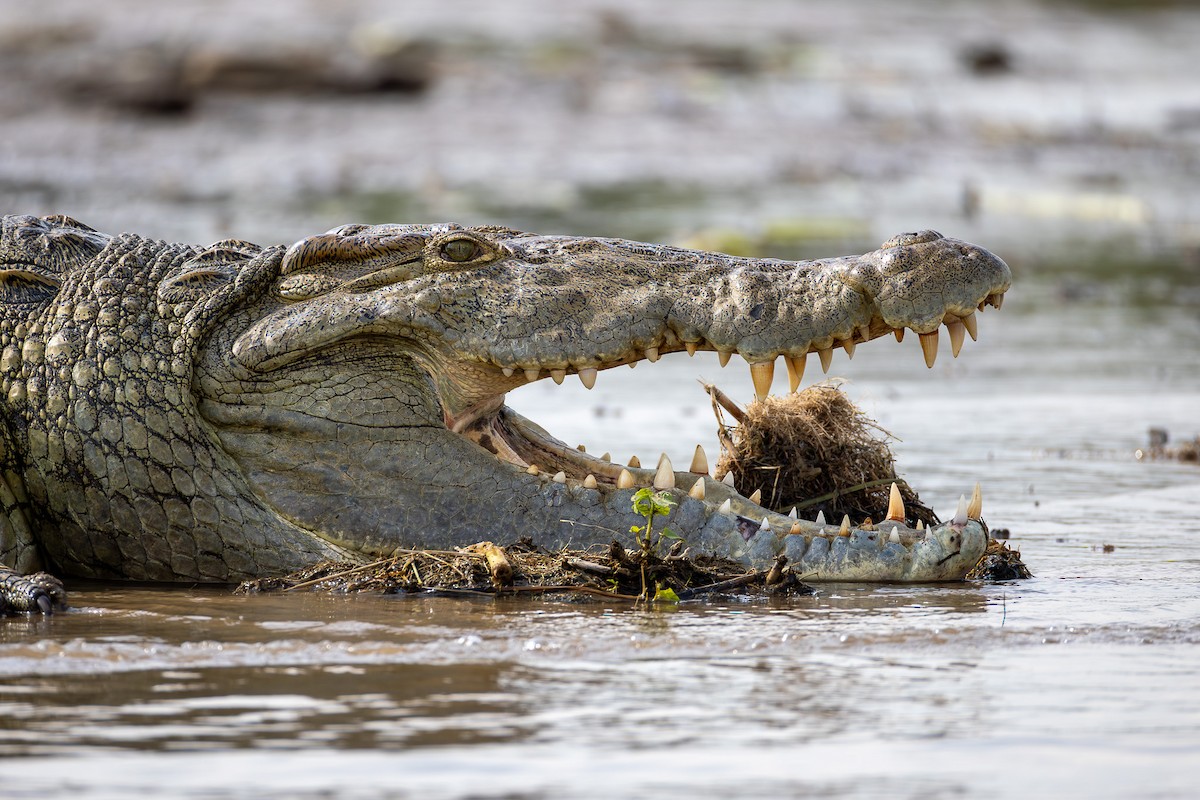 Nile Crocodile - ML643068967