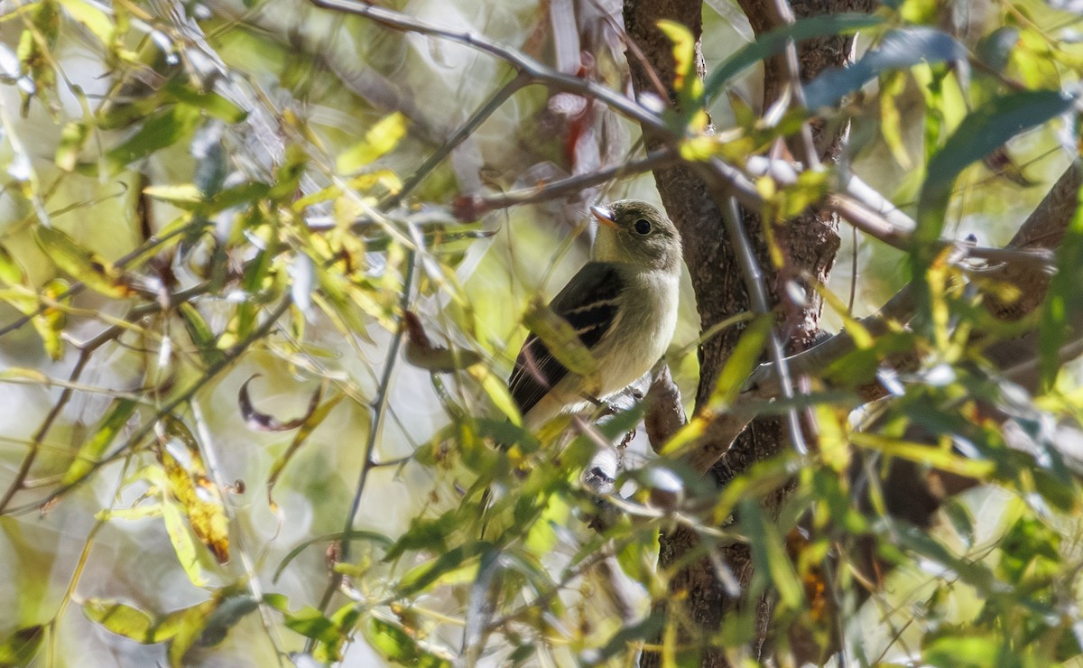 Yellow-bellied Flycatcher - ML643068972