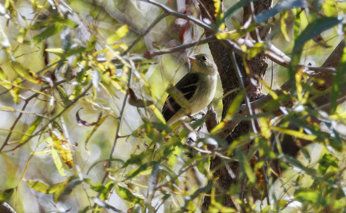 Yellow-bellied Flycatcher - ML643068973